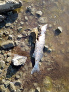 Czytelnicy alarmują: dziesiątki martwych ryb na plaży w Kadynach i Tolkmicku