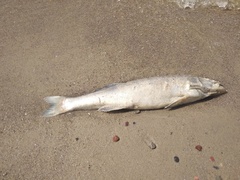 Czytelnicy alarmują: dziesiątki martwych ryb na plaży w Kadynach i Tolkmicku