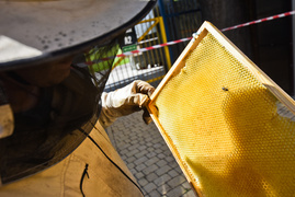 Uwaga na pszczoły przy stadionie (aktualizacja)