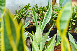 Przygotuj swój ogród na jesień