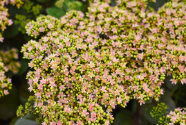 Przygotuj swój ogród na jesień