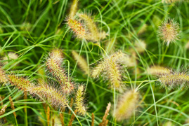 Przygotuj swój ogród na jesień