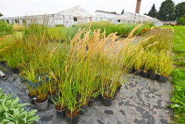 Przygotuj swój ogród na jesień