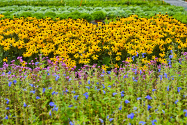 Przygotuj swój ogród na jesień