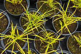 Przygotuj swój ogród na jesień