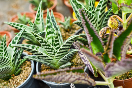 Przygotuj swój ogród na jesień