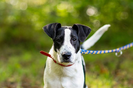 Galeria pod psem i kotem  (odc. 119) 