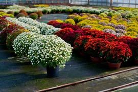 Kwiaty idealne, by wyrazić pamięć o bliskich