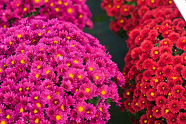 Kwiaty idealne, by wyrazić pamięć o bliskich