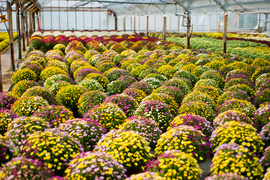 Kwiaty idealne, by wyrazić pamięć o bliskich