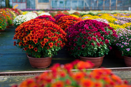 Kwiaty idealne, by wyrazić pamięć o bliskich