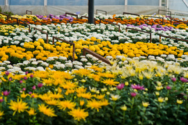 Kwiaty idealne, by wyrazić pamięć o bliskich