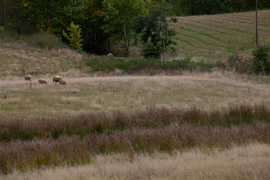 Gmina Godkowo w obiektywie. Jesienny plener „Tańcząc z kotami”