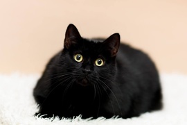 Galeria pod psem i kotem  (odc. 130)  Galeria pod psem i kotem  (odc. 130)