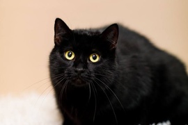 Galeria pod psem i kotem  (odc. 130) 