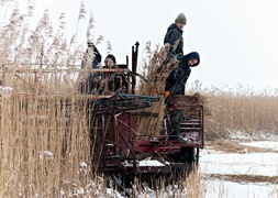 Czas na żniwa. Trzcinowe