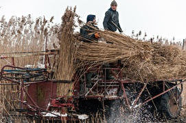 Czas na żniwa. Trzcinowe