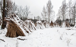 Czas na żniwa. Trzcinowe